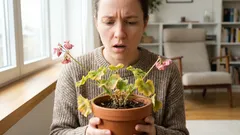 Kupili ste prekrasan cvijet, ali tjedan dana kasnije vene? Evo što se zapravo događa.