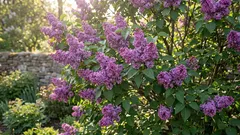 Je li prihvatljivo rezati jorgovane i dovodi li to do zaista obilnijeg cvjetanja?