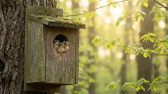 Željeli smo pomoći pticama, ali ispalo je suprotno: najopasnije pogreške pri izgradnji ptičnjaka