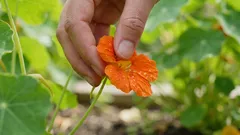 Ovaj cvijet iz vrta je jestiv — i zaista je ukusan.