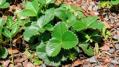 Kako razmnožiti jagode bez presađivanja i s gotovo 100% stopom uspješnosti