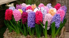 Zvono u tegli: kako pravilno ohladiti lukovicu i postići savršeno cvjetanje