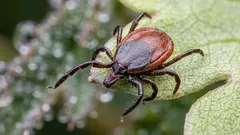 Zašto prirodi trebaju krpelji: neugodna istina o važnoj ulozi malih parazita