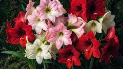 Hippeastrum kod kuće: kako ga posaditi i njegovati da cvjeta ogromnim cvjetovima