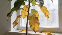 Zašto biljka gubi lišće? Evo kako u jednoj minuti razumjeti pravi razlog.