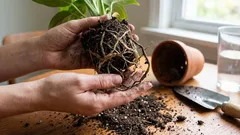 Hitna transplantacija: kada biljka treba hitno spašavanje i kako to ispravno učiniti